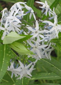 Amsonia jonesii